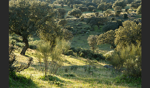 Steineiche (Quercus ilex)