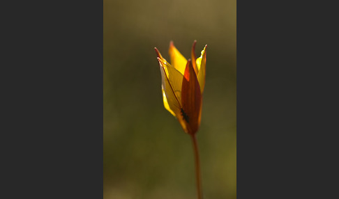 Wilde Tulpe (Tulipa sylvestris)