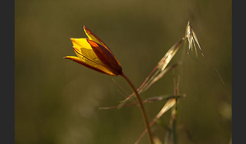 Wilde Tulpe (Tulipa sylvestris)