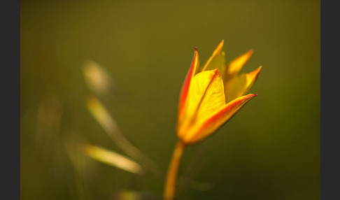 Wilde Tulpe (Tulipa sylvestris)