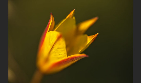 Wilde Tulpe (Tulipa sylvestris)