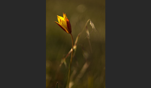 Wilde Tulpe (Tulipa sylvestris)