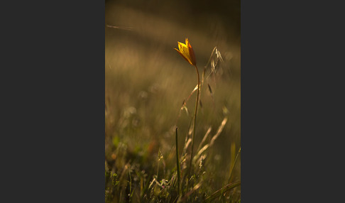 Wilde Tulpe (Tulipa sylvestris)