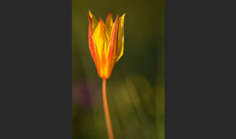 Wilde Tulpe (Tulipa sylvestris)