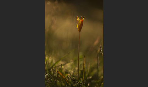 Wilde Tulpe (Tulipa sylvestris)