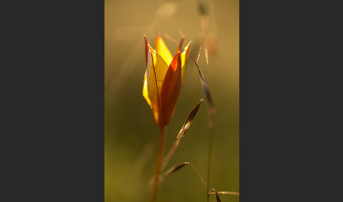 Wilde Tulpe (Tulipa sylvestris)