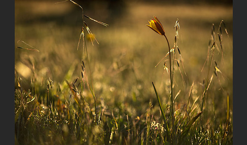 Wilde Tulpe (Tulipa sylvestris)