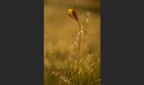 Wilde Tulpe (Tulipa sylvestris)