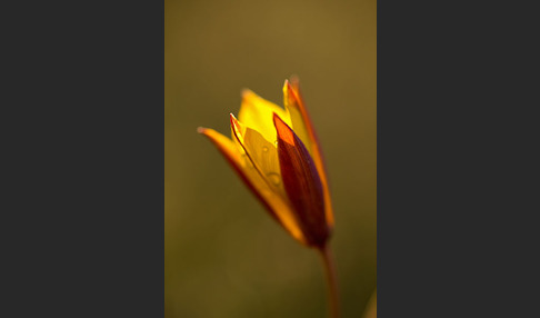 Wilde Tulpe (Tulipa sylvestris)