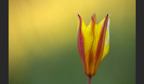 Wilde Tulpe (Tulipa sylvestris)