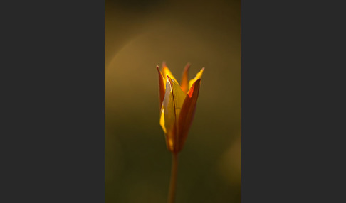 Wilde Tulpe (Tulipa sylvestris)