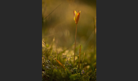 Wilde Tulpe (Tulipa sylvestris)