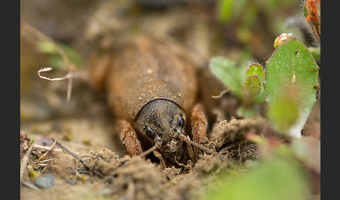 Maulwurfsgrille (Gryllotalpa gryllotalpa)