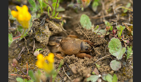 Maulwurfsgrille (Gryllotalpa gryllotalpa)