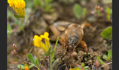 Maulwurfsgrille (Gryllotalpa gryllotalpa)