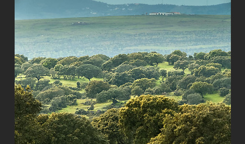 Steineiche (Quercus ilex)