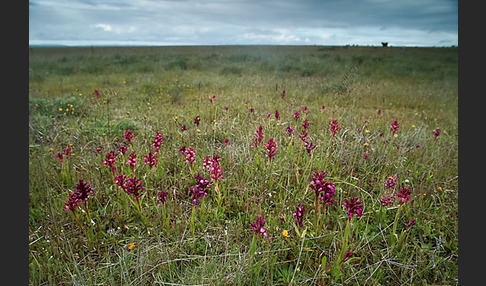 Martrinis Knabenkraut x Großblütiges Knabenkraut (Orchis coriophora martrinii x Orchis papilionacea grandiflora)