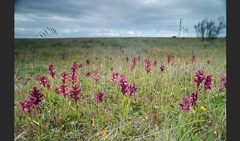 Martrinis Knabenkraut x Großblütiges Knabenkraut (Orchis coriophora martrinii x Orchis papilionacea grandiflora)