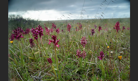 Martrinis Knabenkraut (Orchis coriophora martrinii)