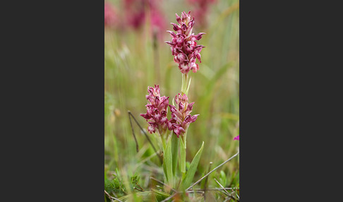 Martrinis Knabenkraut (Orchis coriophora martrinii)