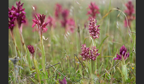 Martrinis Knabenkraut (Orchis coriophora martrinii)