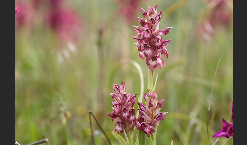 Martrinis Knabenkraut (Orchis coriophora martrinii)