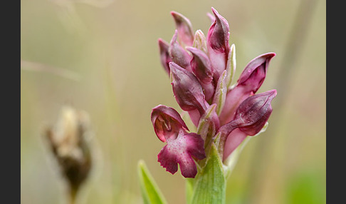 Martrinis Knabenkraut (Orchis coriophora martrinii)