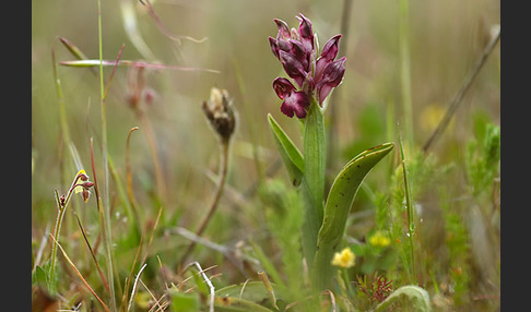 Martrinis Knabenkraut (Orchis coriophora martrinii)