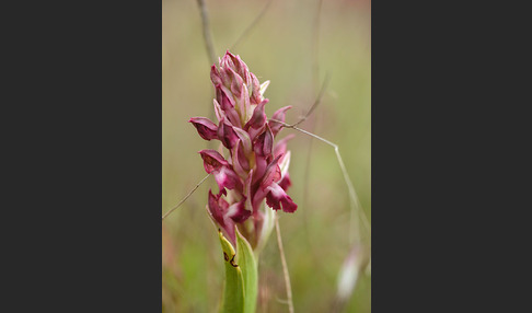 Martrinis Knabenkraut (Orchis coriophora martrinii)