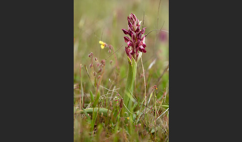 Martrinis Knabenkraut (Orchis coriophora martrinii)