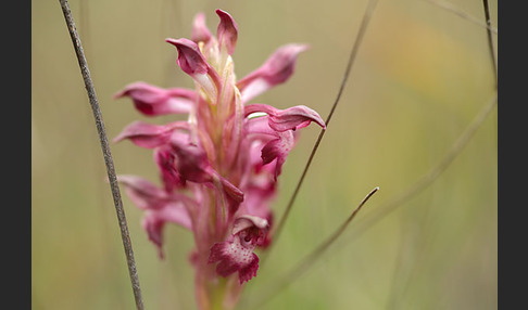 Martrinis Knabenkraut (Orchis coriophora martrinii)