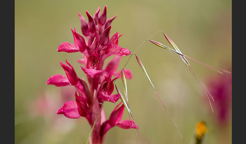 Martrinis Knabenkraut x Großblütiges Knabenkraut (Orchis coriophora martrinii x Orchis papilionacea grandiflora)