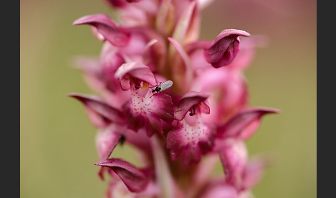 Martrinis Knabenkraut (Orchis coriophora martrinii)