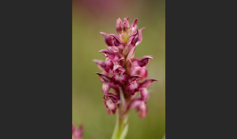 Martrinis Knabenkraut (Orchis coriophora martrinii)