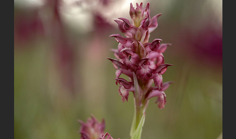 Martrinis Knabenkraut (Orchis coriophora martrinii)