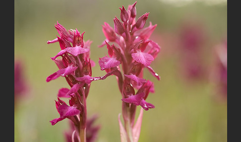 Martrinis Knabenkraut x Großblütiges Knabenkraut (Orchis coriophora martrinii x Orchis papilionacea grandiflora)