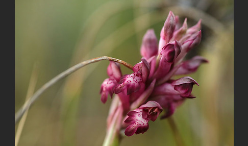 Martrinis Knabenkraut (Orchis coriophora martrinii)