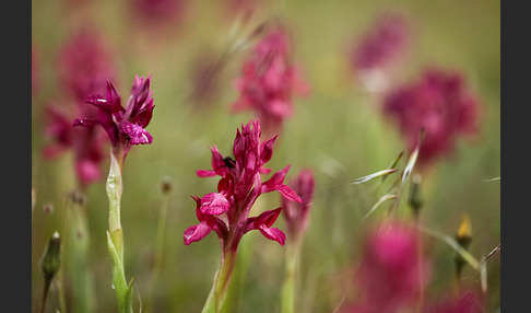 Martrinis Knabenkraut x Großblütiges Knabenkraut (Orchis coriophora martrinii x Orchis papilionacea grandiflora)