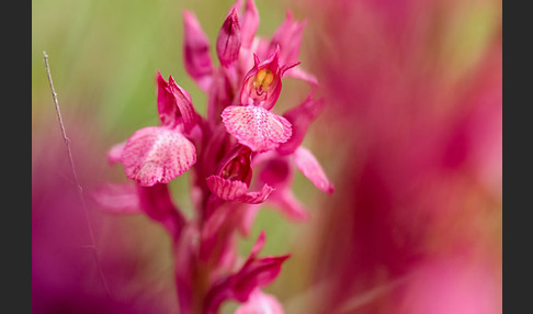 Martrinis Knabenkraut x Großblütiges Knabenkraut (Orchis coriophora martrinii x Orchis papilionacea grandiflora)