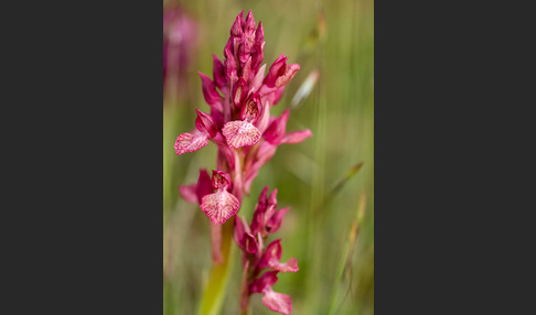 Martrinis Knabenkraut x Großblütiges Knabenkraut (Orchis coriophora martrinii x Orchis papilionacea grandiflora)