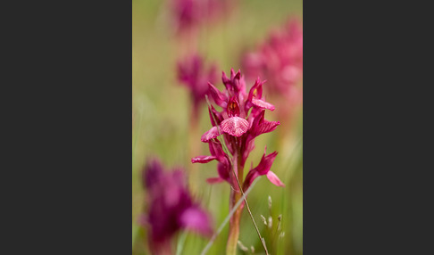 Martrinis Knabenkraut x Großblütiges Knabenkraut (Orchis coriophora martrinii x Orchis papilionacea grandiflora)