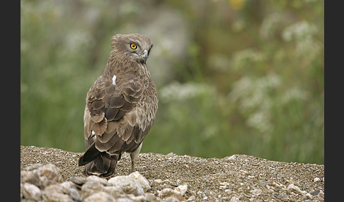 Schlangenadler (Circaetus gallicus)