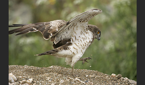 Schlangenadler (Circaetus gallicus)