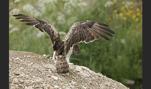 Schlangenadler (Circaetus gallicus)