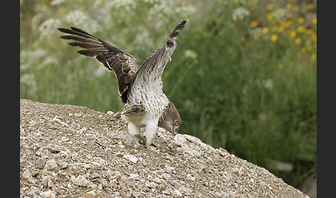 Schlangenadler (Circaetus gallicus)