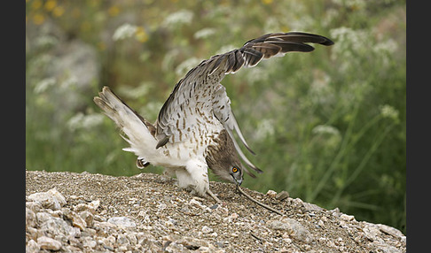 Schlangenadler (Circaetus gallicus)