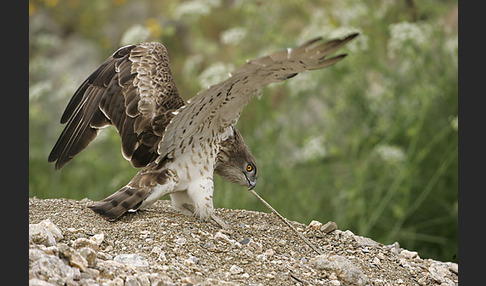 Schlangenadler (Circaetus gallicus)