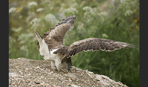 Schlangenadler (Circaetus gallicus)