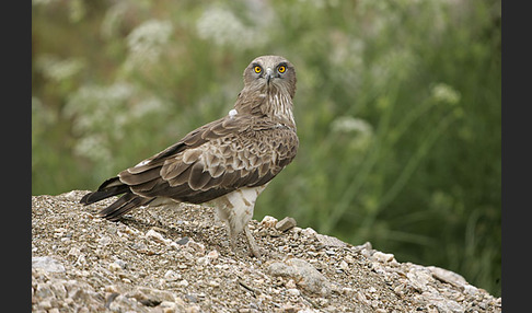 Schlangenadler (Circaetus gallicus)