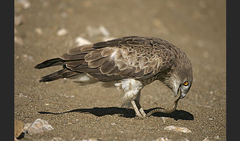 Schlangenadler (Circaetus gallicus)